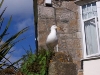 stives 013